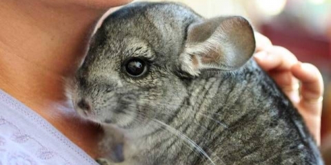 Kako zadržati činčilu kod kuće?